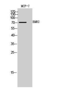 Western blot analysis of MCF7, PC12 cells using Anti-EMR2 Antibody