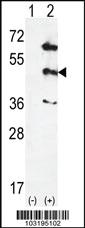 Anti-MAPK12 Rabbit Polyclonal Antibody