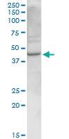 Anti-RELT Rabbit Polyclonal Antibody