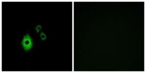 Immunofluorescence analysis of A549 cells using Anti-KCNJ5 Antibody. The right hand panel represents a negative control, where the Antibody was pre-incubated with the immunising peptide