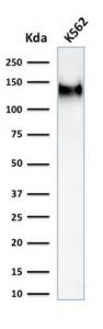 Western blot analysis of K562 cell lysate using Anti-CD43 Antibody [rSPN/1094]