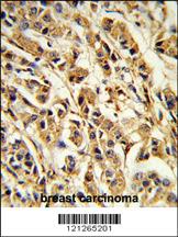 Anti-SREBF1 Rabbit Polyclonal Antibody