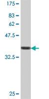 Anti-SAV1 Mouse Polyclonal Antibody