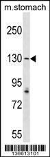 Anti-AGTPBP1 Rabbit Polyclonal Antibody (APC (Allophycocyanin))