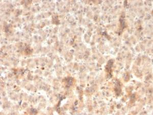 Immunohistochemical analysis of formalin-fixed, paraffin-embedded human liver using Anti-ECM1 Antibody [rSPM217]