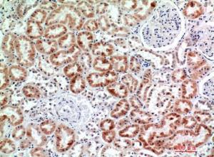 Immunohistochemical analysis of paraffin-embedded human kidney using Anti-EMR2 Antibody