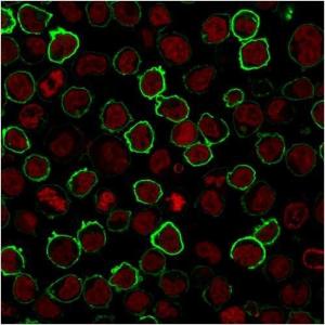 Immunofluorescent staining of K562 cells stained with Anti-CD43 Antibody [rSPN/1094]. The nuclear counterstain is RedDot (Red).