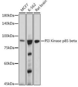 Western blot analysis of extracts of various cell lines, using Anti-PI 3 Kinase p85 beta Antibody [ARC0287] (A308231) at 1:1,000 dilution