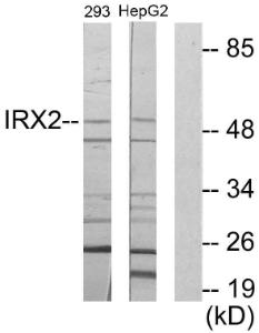 Western blot analysis of lysates from 293 and HepG2 cells using Anti-IRX2 Antibody. The right hand lane represents a negative control, where the antibody is blocked by the immunising peptide