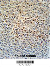 Anti-SLC4A7 Rabbit Polyclonal Antibody