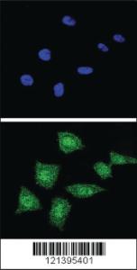 Anti-SOD1 Rabbit Polyclonal Antibody