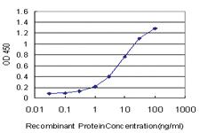 Anti-UCKL1 Mouse Monoclonal Antibody [clone: 8D4]