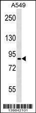 Anti-PANX2 Rabbit Polyclonal Antibody (AP (Alkaline Phosphatase))