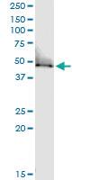 Anti-TUFM Polyclonal Antibody Pair