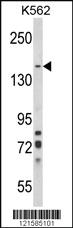 Anti-SORCS1 Rabbit Polyclonal Antibody