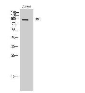 Western blot analysis of Jurkat cells using Anti-EMR1 Antibody