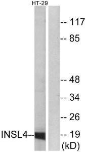 Western blot analysis of lysates from HT-29 cells using Anti-INSL4 Antibody. The right hand lane represents a negative control, where the antibody is blocked by the immunising peptide