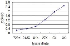 Anti-KIT Mouse Monoclonal Antibody (Biotin)