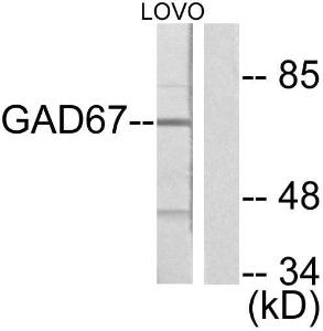 Anti-GAD1 antibody