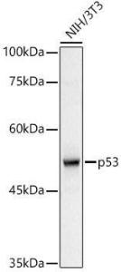 Western blot analysis of extracts of NIH/3T3 cells, using Anti-p53 Antibody (A307214) at 1:1,000 dilution The secondary antibody was Goat Anti-Rabbit IgG H&L Antibody (HRP) at 1:10,000 dilution Lysates/proteins were present at 25 µg per lane