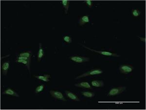 Anti-EIF4EBP3 Mouse Monoclonal Antibody [clone: 4C1]