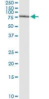 Anti-GTF2A1L Mouse Monoclonal Antibody [clone: 2E3]