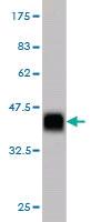 Anti-ZNF41 Mouse Monoclonal Antibody [clone: 2F1]