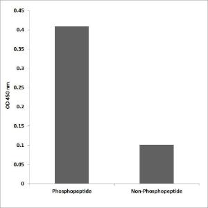 ELISA for immunogen phosphopeptide (left) and non-phosphopeptide (right) using Anti-LKB1 (phospho Ser428) Antibody