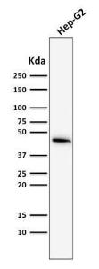 Western blot analysis of HepG2 cell lysate using Anti-Cytokeratin 19 Antibody [SPM561]