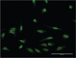 Anti-EIF4EBP3 Mouse Monoclonal Antibody [clone: 4C1]