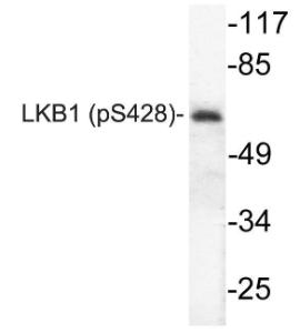 Western blot analysis of lysates from forsklin treated CV 1cells using Anti-LKB1 (phospho Ser428) Antibody