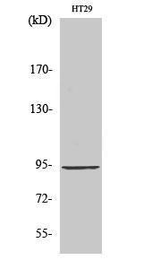 Western blot analysis of various cells using Anti-ELP2 Antibody