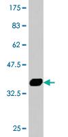 Anti-SAV1 Mouse Monoclonal Antibody [clone: 3A10]