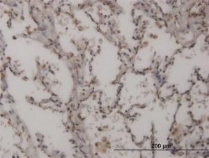 Anti-FOXL1 Mouse Monoclonal Antibody [clone: 1C3]