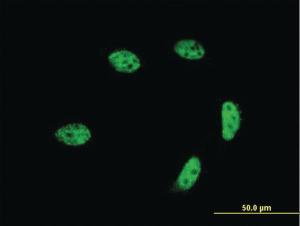 Anti-GTF2A1L Mouse Monoclonal Antibody [clone: 2E3]