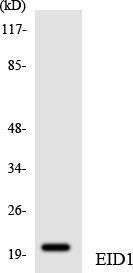 Western blot analysis of the lysates from HUVEC cells using Anti-EID1 Antibody