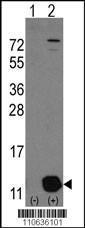 Anti-PHPT1 Rabbit Polyclonal Antibody (APC (Allophycocyanin))