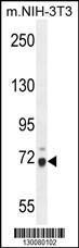 Anti-WDR76 Rabbit Polyclonal Antibody (APC (Allophycocyanin))