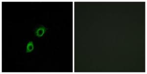 Immunofluorescence analysis of A549 cells using Anti-INSL4 Antibody. The right hand panel represents a negative control, where the antibody was pre-incubated with the immunising peptide