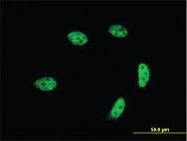 Anti-GTF2A1L Mouse Monoclonal Antibody [clone: 2E3]