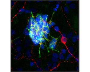 Rat brain neural cultures stained for DCX (green), MAP2 (red, C-1382-50) and DNA (blue).