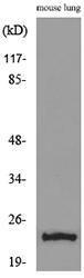 Western blot analysis of lysate from mouse lung using Anti-EDN1 Antibody