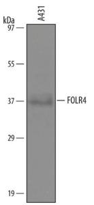 Anti-FOLR4 Sheep polyclonal antibody