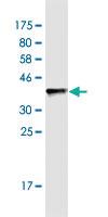 Anti-MRPS36 Mouse Monoclonal Antibody [clone: 3E11]