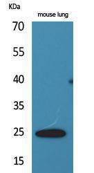 Western blot analysis of mouse lung cells using Anti-EDN1 Antibody