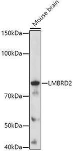 Western blot analysis of extracts of Mouse brain, using Anti-LMBRD2 Antibody (A308234) at 1:1,000 dilution