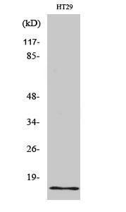 Western blot analysis of various cells using Anti-INSL4 Antibody