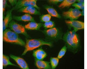 HeLa cell cultures stained for ubiquilin (green) and vimentin (red, C-1409-50). In most individual cells ubiquilin 2 is present diffusely in the cytoplasm of cells, though some cells show enrichment of the protein in spherical autophagosome-like structure.