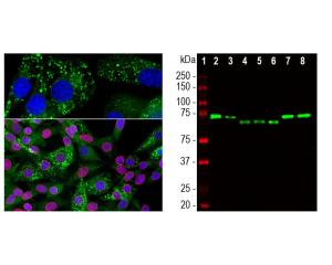 Left: Ubiquilin 2 expression (green) in NIH-3T3 cells. Red: chicken anti-lamin A/C. Right: WB of ubiquilin 2 (green). [1] protein standard, [2] NIH-3T3, [3] C6, [4] HEK293, [5] HeLa, [6] SH-SY5Y, [7] rat whole brain, and [8] mouse whole brain.