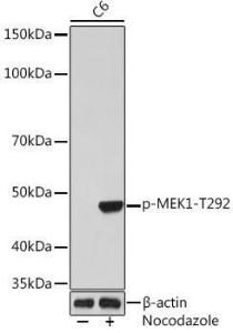 Antibody A308235-100 100 µl